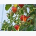 Growing Strawberry Plant – How to Grow Strawberry Plants