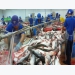 US is largest market for Vietnamese shark catfish