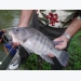 Brazil's tilapia boom