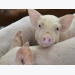 Low-oil DDGS provides less energy, more protein in pig diets