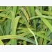 Bệnh đạo ôn hại lúa và cách trị hiệu quả