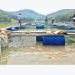 Hiệu quả nuôi cá lòng hồ thủy điện tại Quảng Ngãi