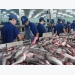 Export of tra fish expected to reach $2.06 billion this year