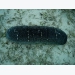 Study supports co-culture of sea cucumbers and snails