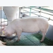 Electronic feeding systems limit feed waste, localize sow nutrition