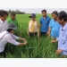 Quy chuẩn canh tác bền vững SRP cho lúa gạo Việt Nam