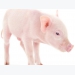 Denmark to explore local anesthesia use in piglet castration