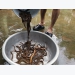 Kỹ thuật nuôi lươn bể bạt sử dụng nước ngầm