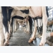 3D technology helps dairy farmers identify sick cows