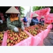 Vietnam to export fresh lychee to Japan after five years of negotiation