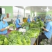 Increasing value for Vietnamese agricultural products