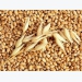 Xuất khẩu lúa mì Ấn Độ tái xuất khẩu trong bối cảnh giá toàn cầu cao