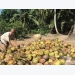 Trà Vinh expands organic coconut farming