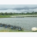 Shrimp farming holds numerous chances for recovery