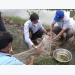 Ca Mau farmers happy with the cultivation of rice and giant freshwater prawns