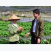 Building the brand for Vietnam's agricultural extension