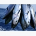 Tuna businesses redirected to the Middle East market