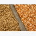 Nông dân Mỹ đau đầu lựa chọn ngô hay đậu tương cho vụ mùa mới