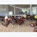 Local breeders shift to livestock biosecurity in Mekong Delta