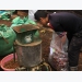 Rambutan and organic compost from rambutan peel - The dual benefits