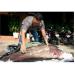 Bắt Được Cá Leo Hiếm Nặng 65kg