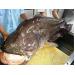 Bắt Cá Leo “Khủng” Nặng 65kg Trên Sông Nha Mân