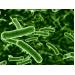 Chế phẩm probiotic đề phòng virus gây bệnh đốm trắng ở tôm