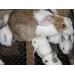 Hướng dẫn chăn nuôi thỏ phần 5
