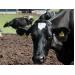 Vô sinh tạm thời ở bò sữa và phương pháp can thiệp