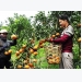 Vietnam eyes US$21 billion in cultivation exports in 2018