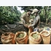 Coffee to be restructured for higher quality production