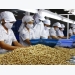 Cashew firms temporarily halt African imports
