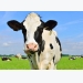 Vitamin A in cattle fodder may protect against cow's milk allergy