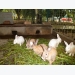 Rabbit farming: how to enter this ’money-making’ market