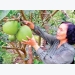 Ben Tre green-skin grapefruit gets geographic branding