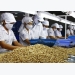 Cashew sector eyes quality