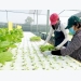 Nông nghiệp “sạch” nhờ công nghệ cao