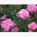 Kỹ thuật trồng hoa hồng quế cánh kép cho vườn nhà ngát hương