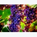 Cropped: How to Grow Cold-Hardy Wine Grapes