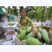 US opens doors to Vietnamese mango after 10 years of knocking