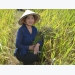 Trồng lúa thảo dược khỏe người, tăng thu nhập