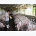Livestock sector focuses on exports