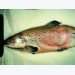 Fish disease guide - Furunculosis