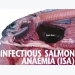 Fish disease guide - Infectious Salmon Anaemia (ISA)