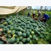 Vietnam’s watermelons face tougher regulations from China
