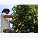 High-tech application in planting black pepper