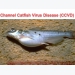 Fish disease guide - Channel Catfish Virus Disease (CCVD)