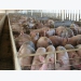 New swine industry council to focus on protecting animal, public health