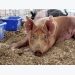 Tips for tackling issues in swine nutrition