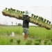 Việt Nam có thể soán ngôi Thái Lan về xuất khẩu gạo